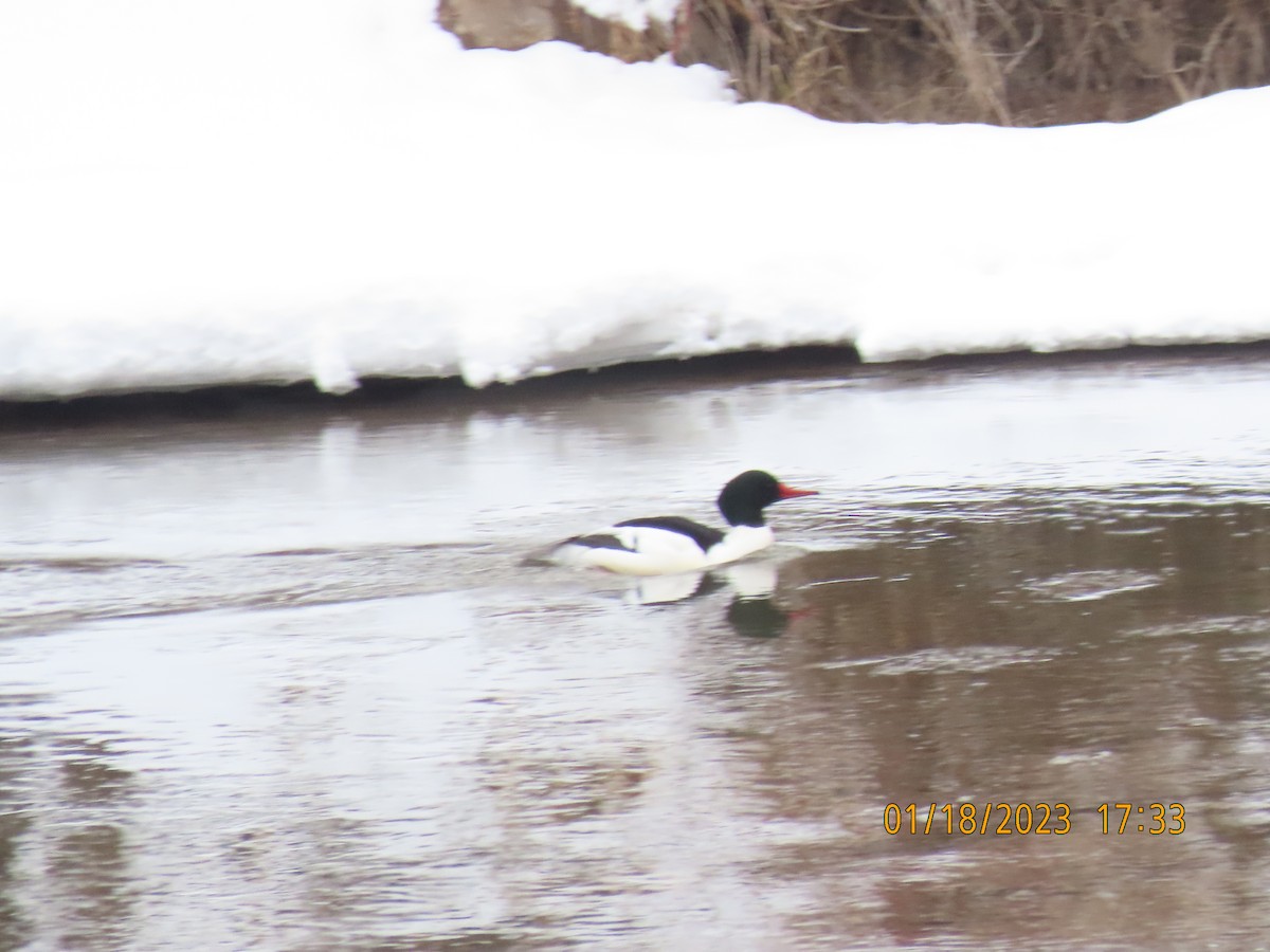 Common Merganser - ML525935241