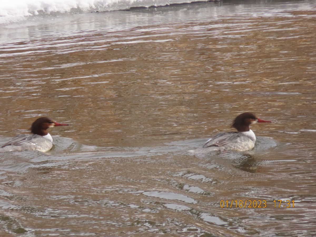 Common Merganser - ML525935251