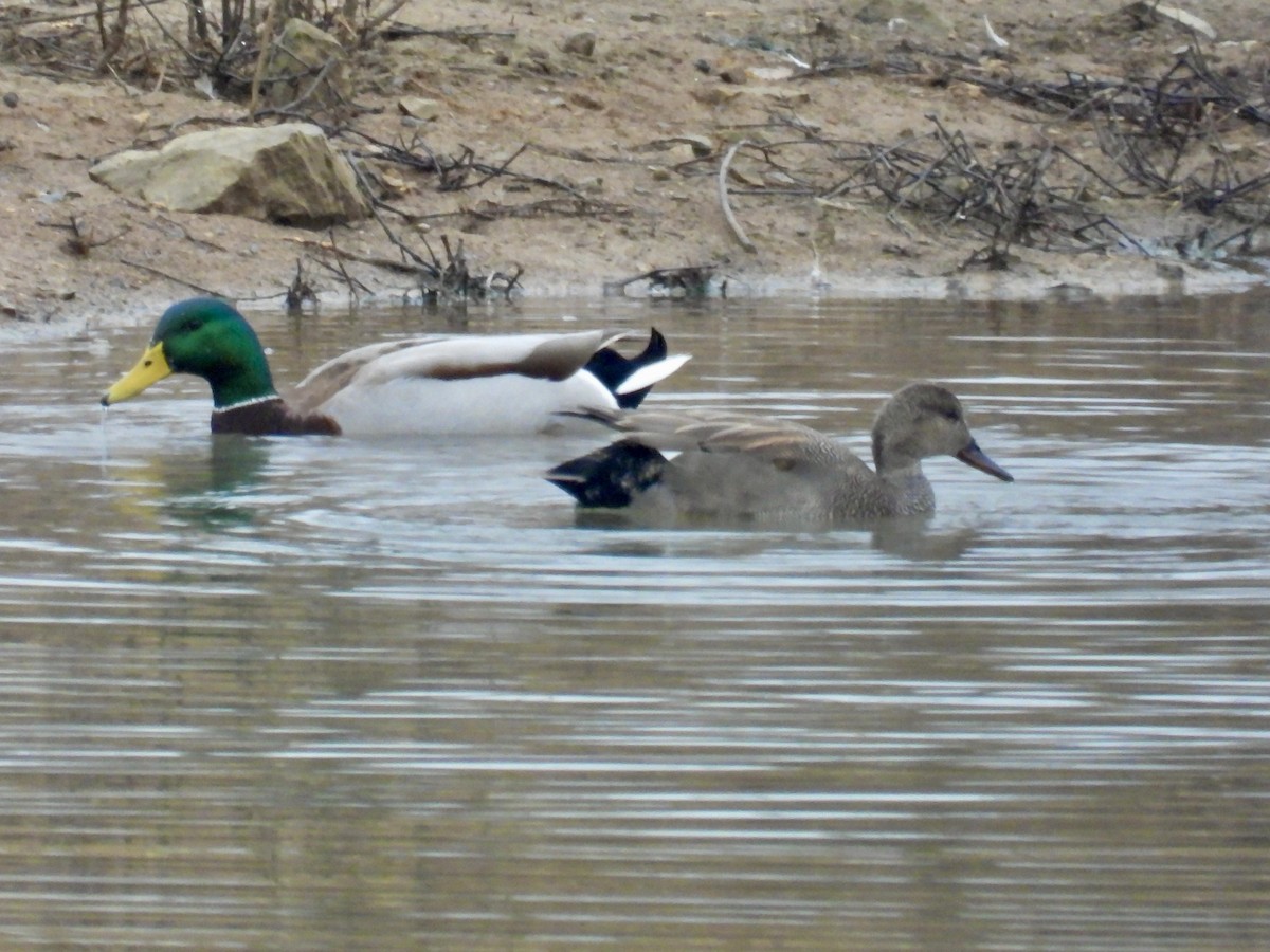 Gadwall - ML525935321