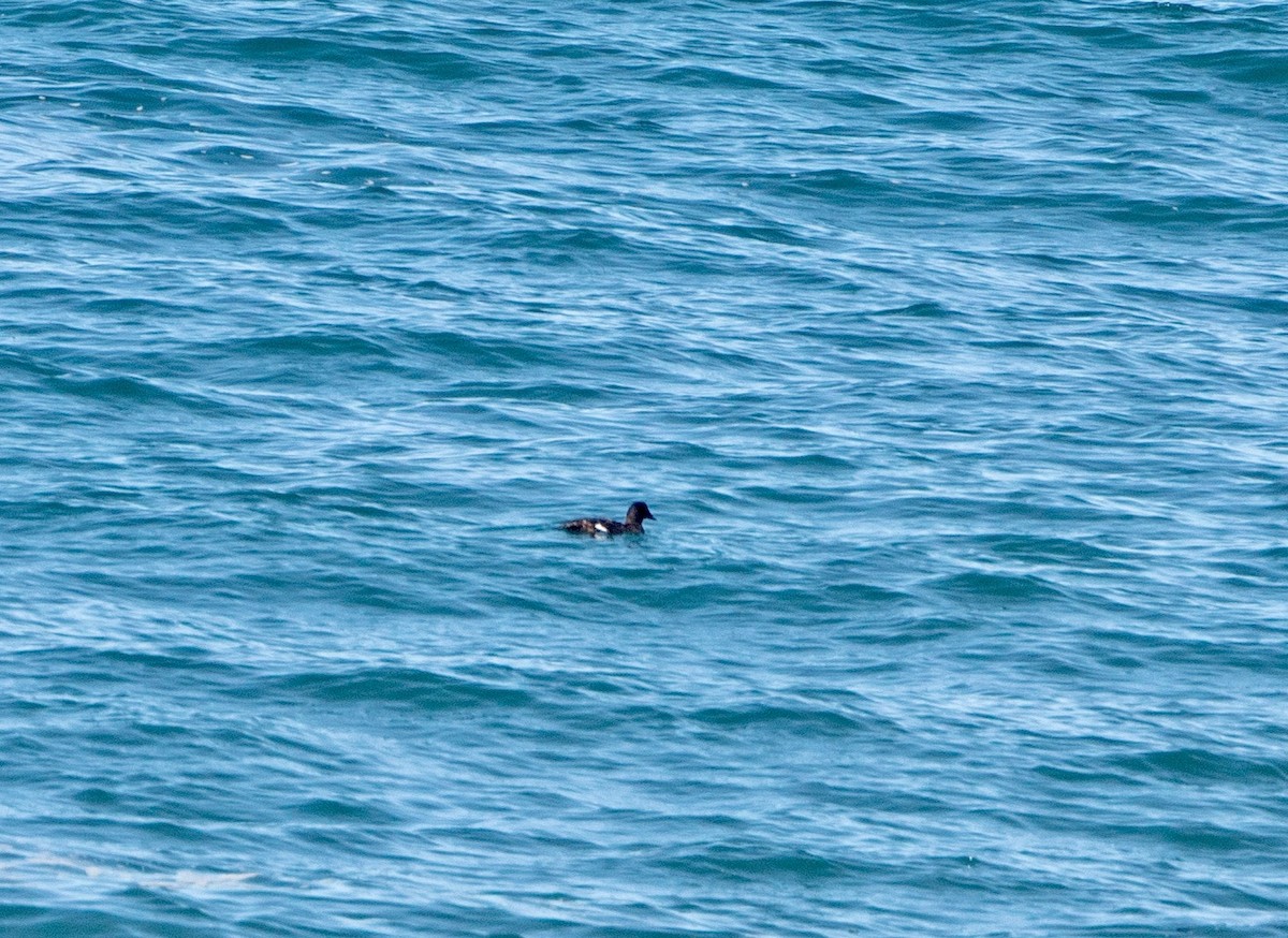 White-winged Scoter - Andrew Kenny