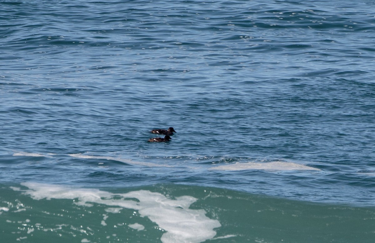 White-winged Scoter - Andrew Kenny