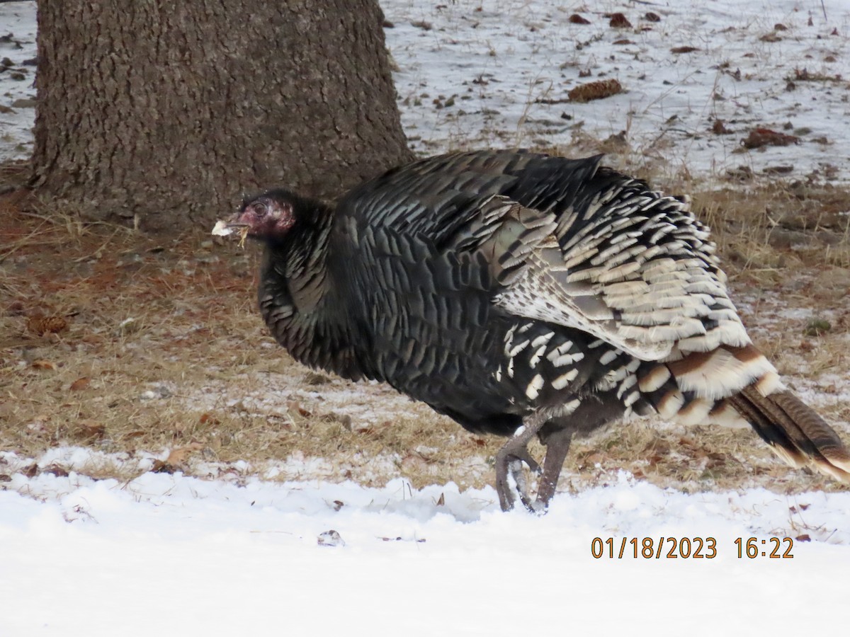 Wild Turkey - ML525936121