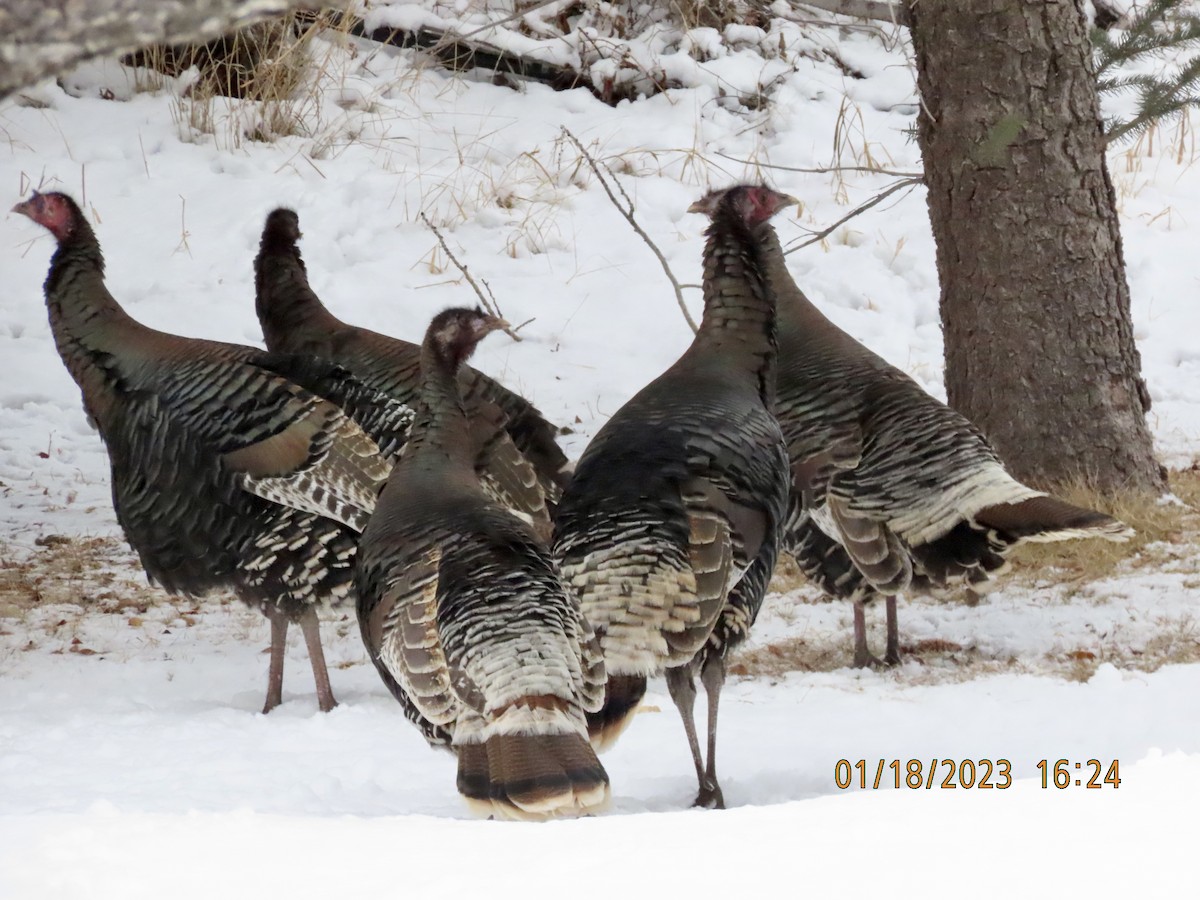 Wild Turkey - ML525936141
