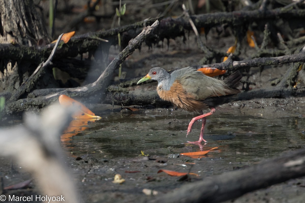 Little Wood-Rail - ML525936211