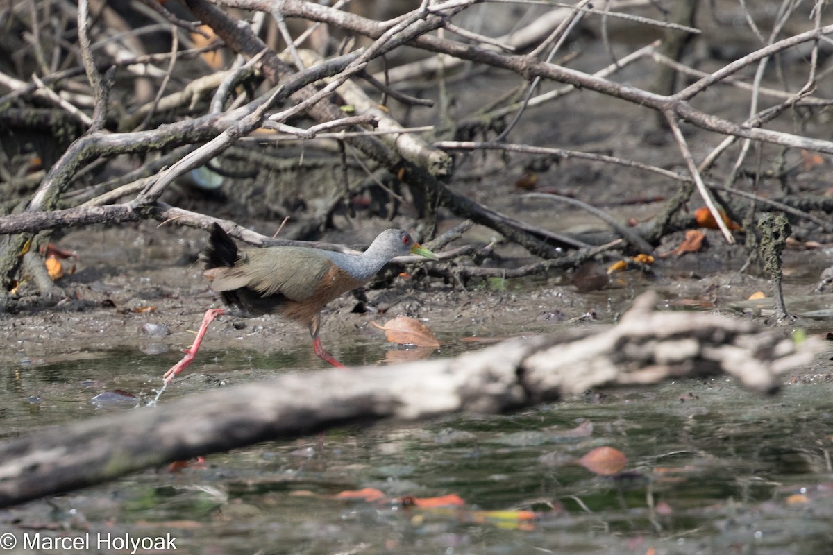 Little Wood-Rail - ML525936221