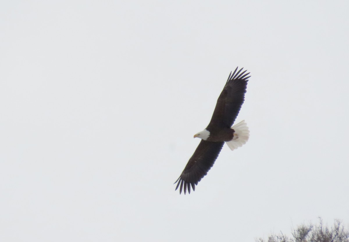 Bald Eagle - ML525937341