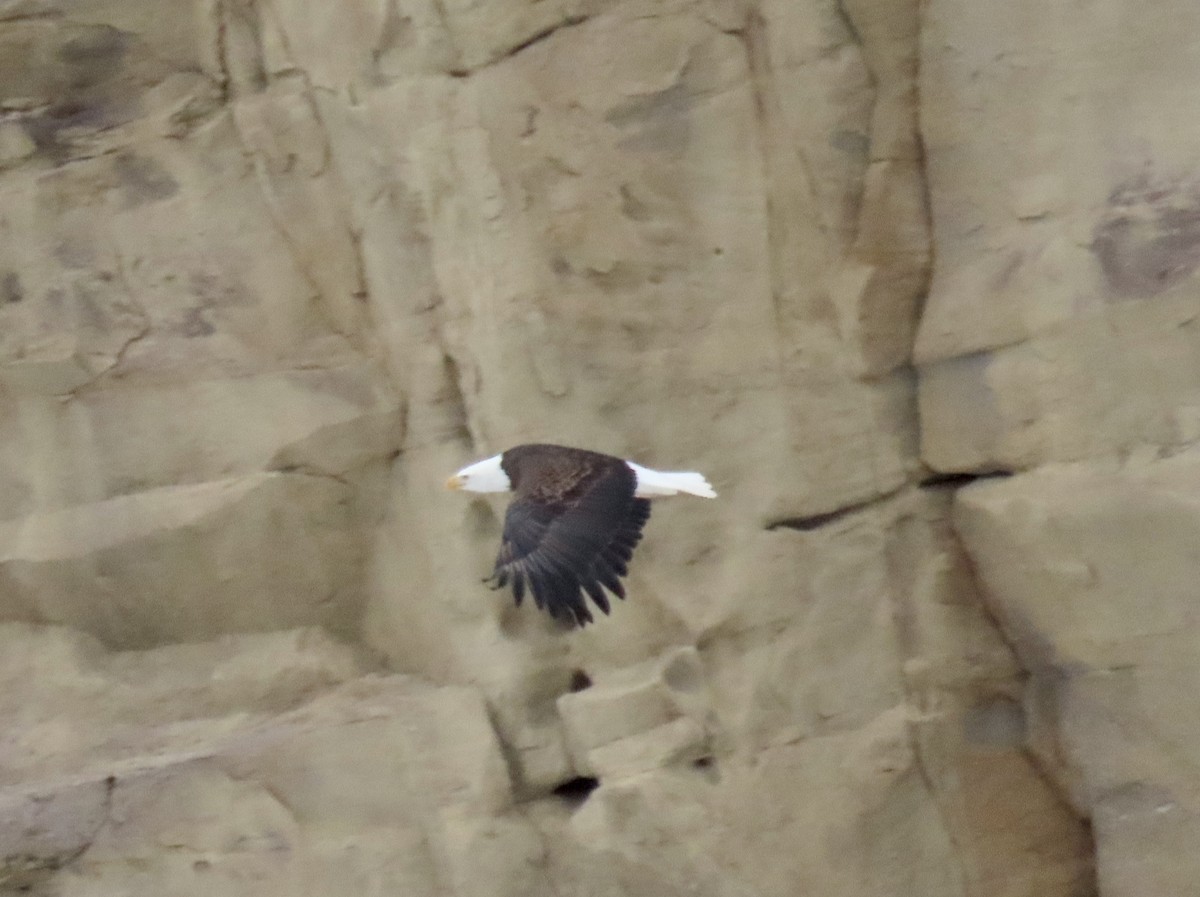 Bald Eagle - ML525937361