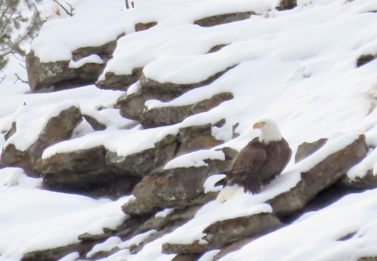 Bald Eagle - ML525937391