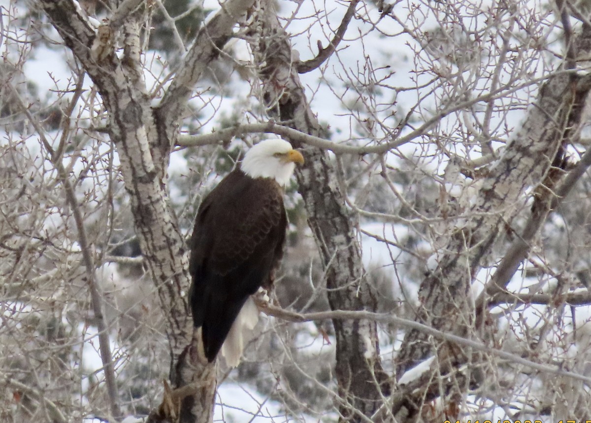 Bald Eagle - ML525937401