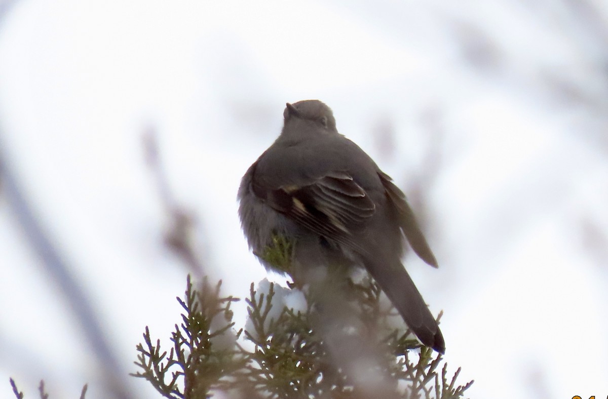 Townsend's Solitaire - ML525937541