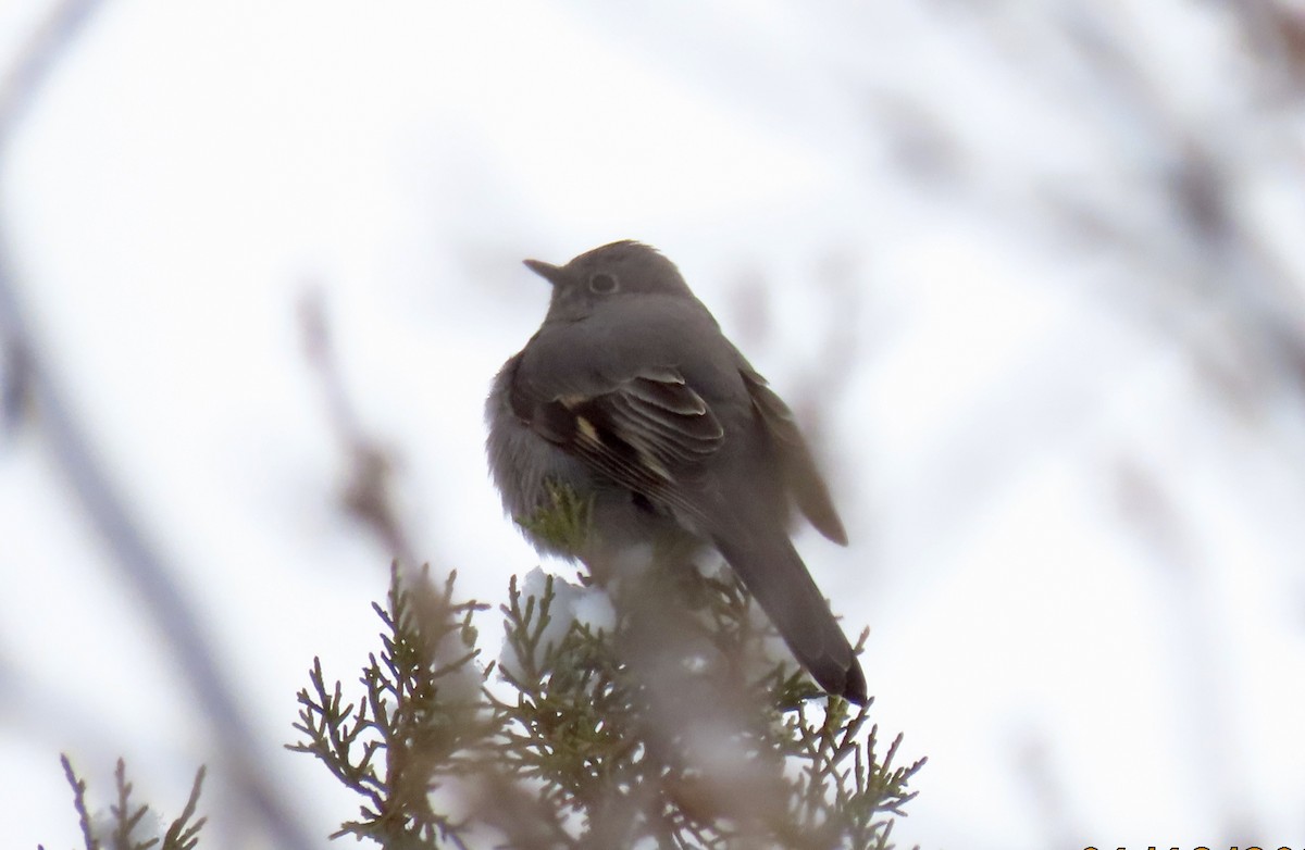 Townsend's Solitaire - ML525937551