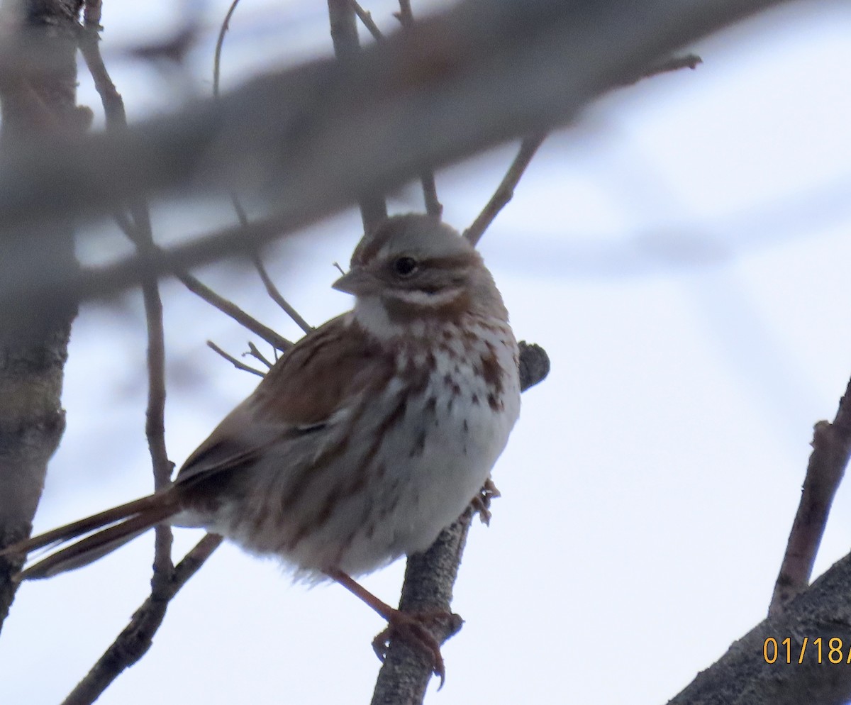 Song Sparrow - ML525937791