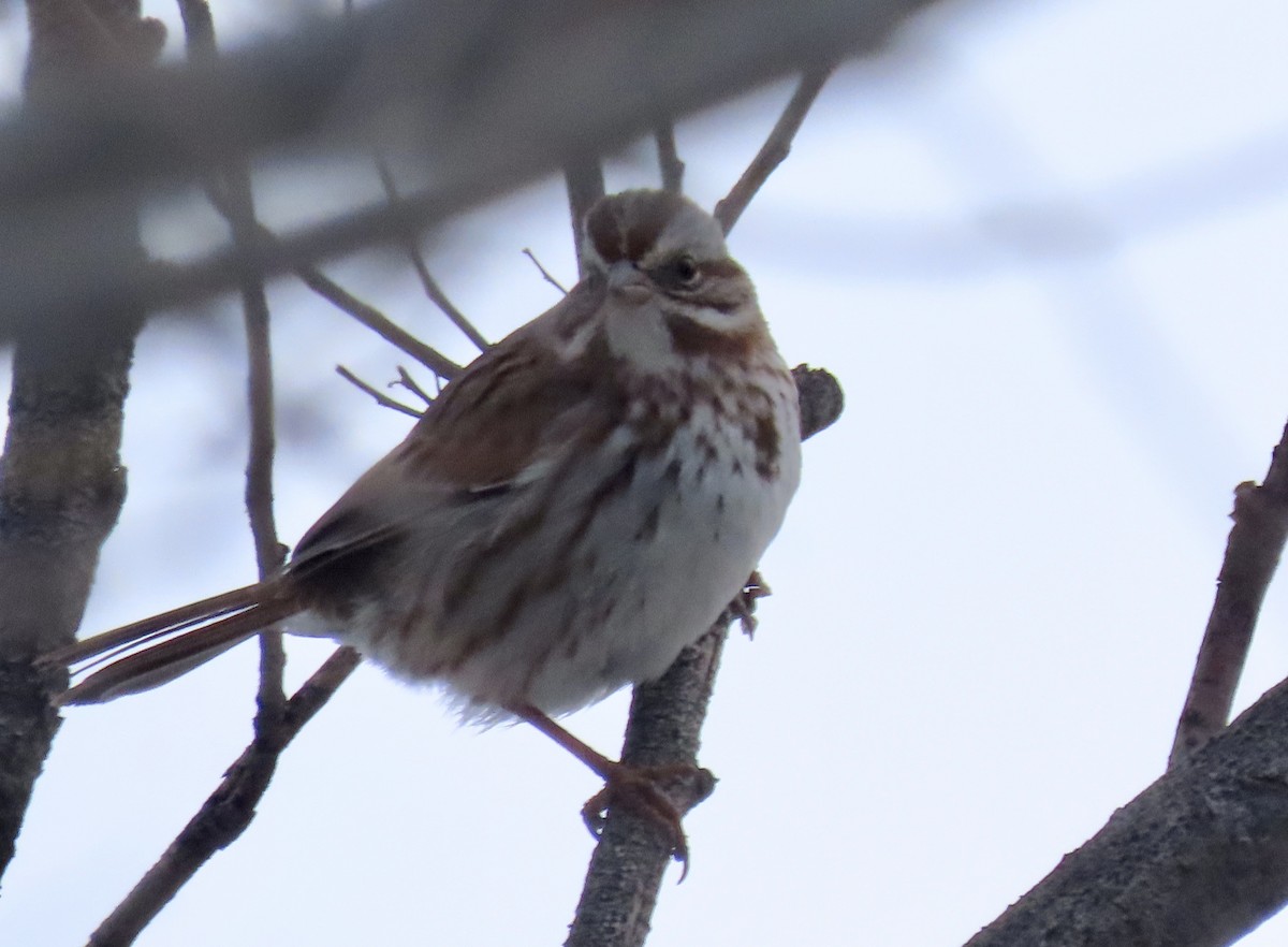 Song Sparrow - ML525937801