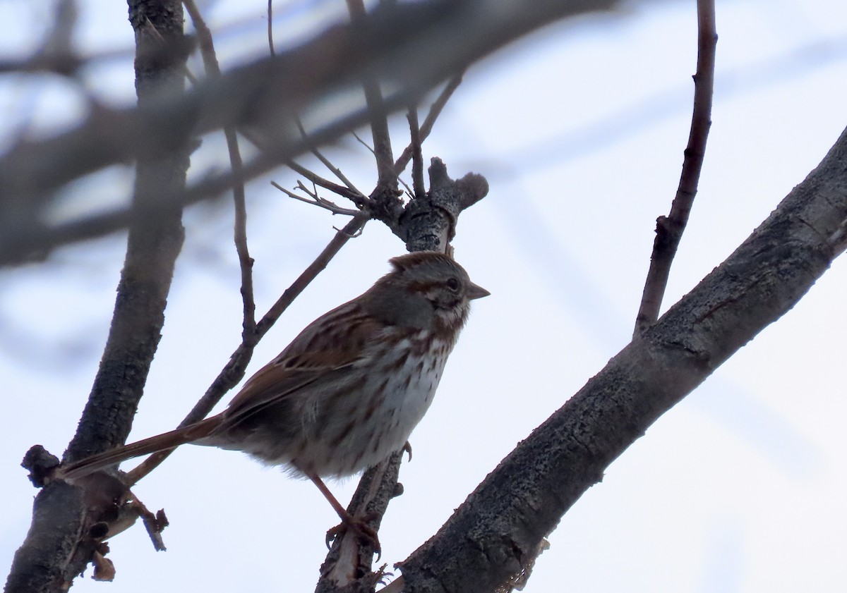 Song Sparrow - ML525937811