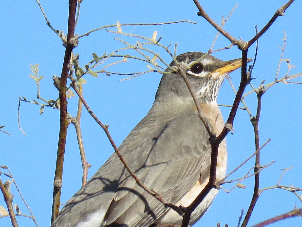 American Robin - ML525938631