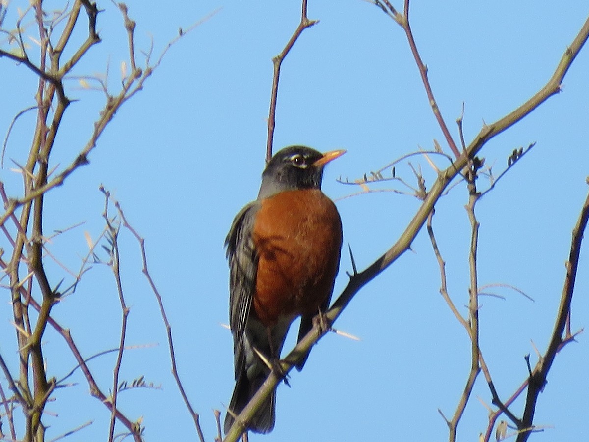 American Robin - ML525938641