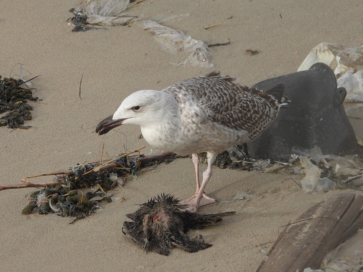 Great Black-backed Gull - ML525938691