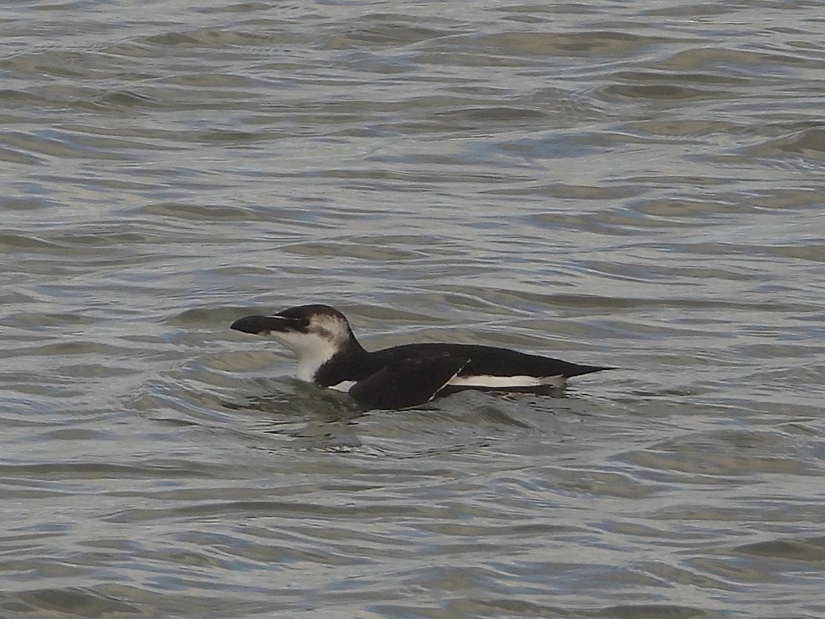 Razorbill - Rutger Koperdraad