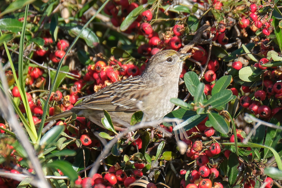 Golden-crowned Sparrow - ML525940881