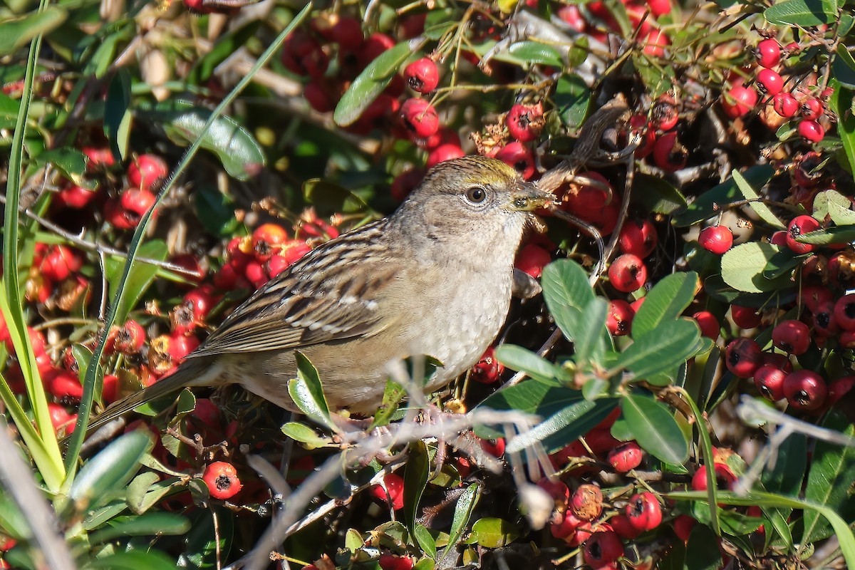 Golden-crowned Sparrow - ML525940891