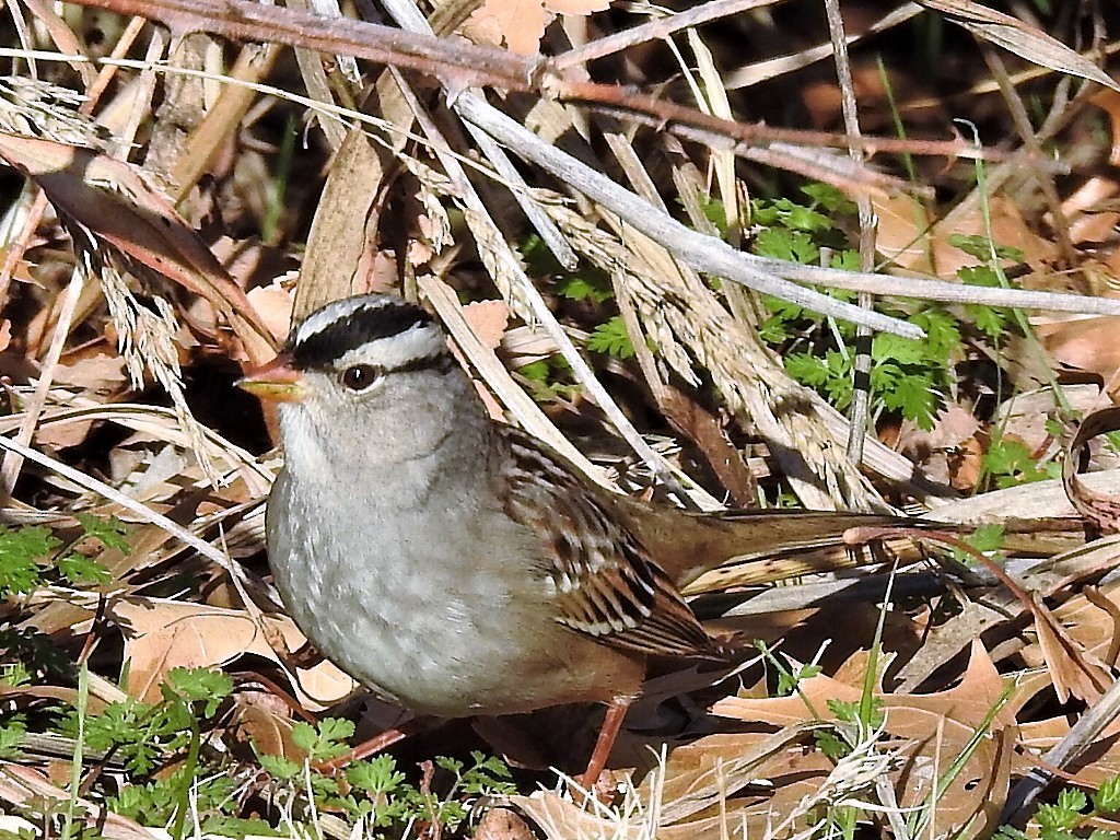 White-crowned Sparrow - ML525941321