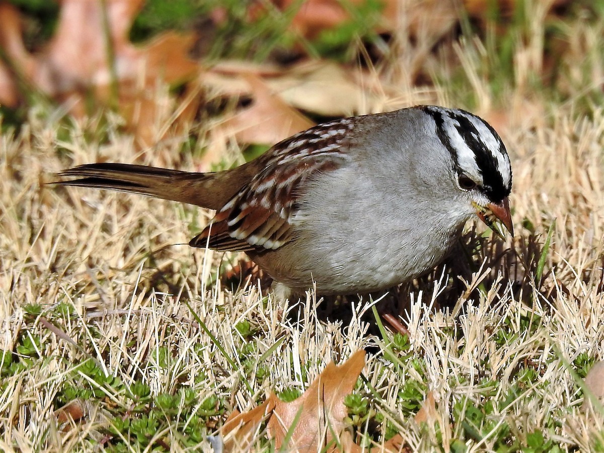 White-crowned Sparrow - ML525941371