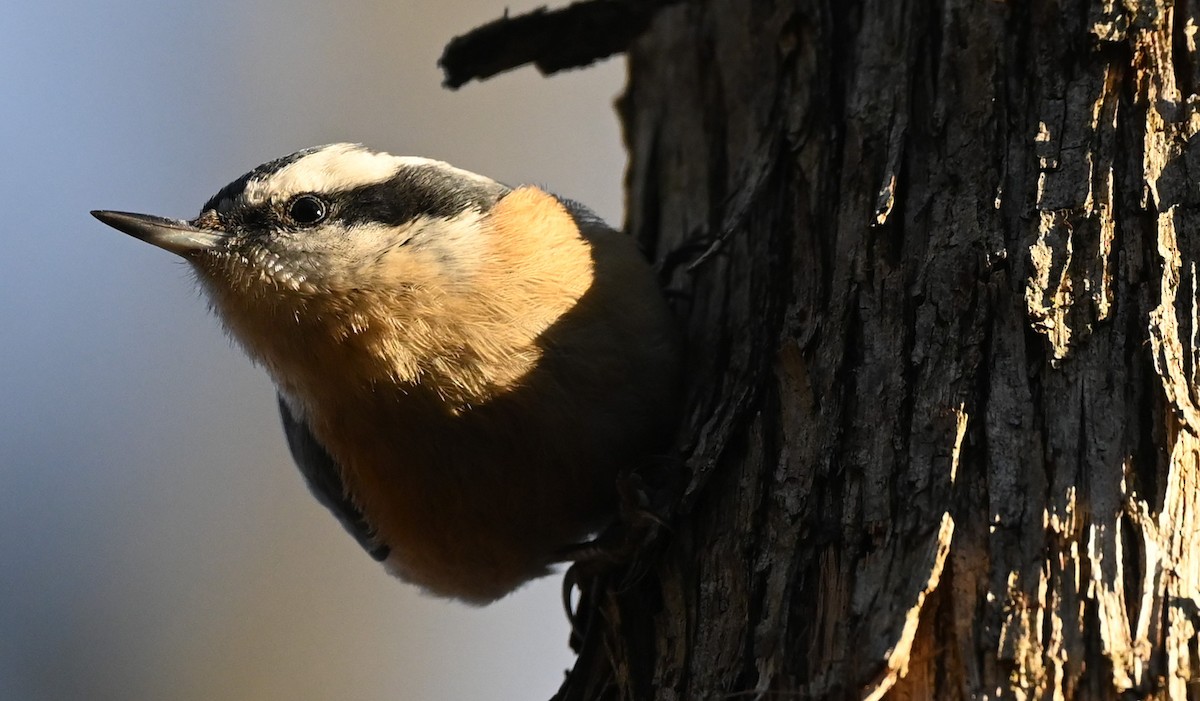 Red-breasted Nuthatch - ML525941401