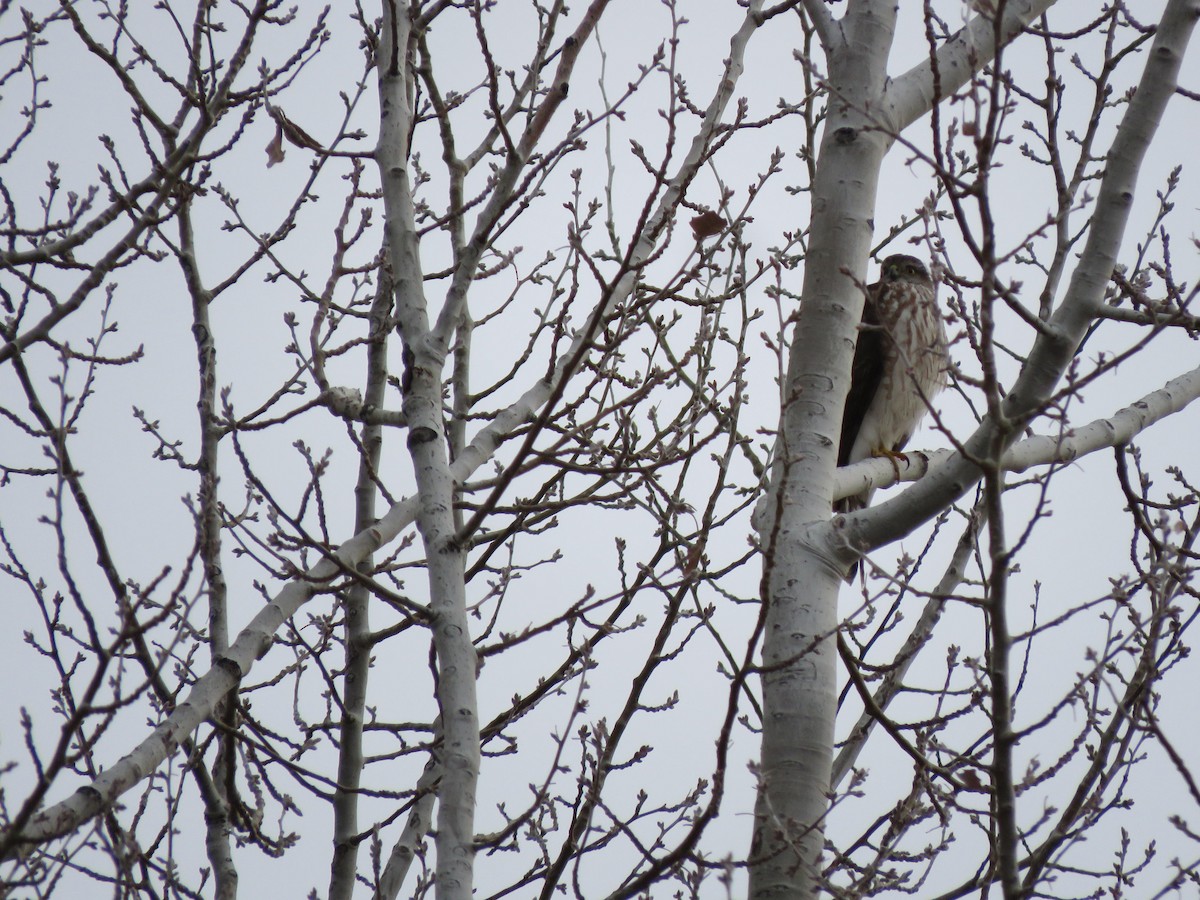 Eckschwanzsperber - ML525941561