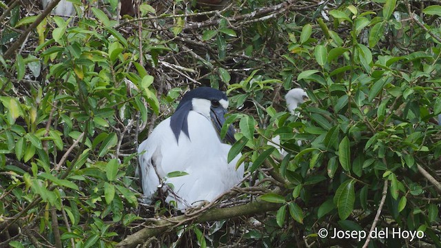 Boat-billed Heron - ML525941951