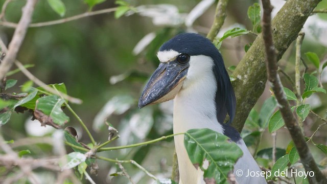 Boat-billed Heron - ML525941981