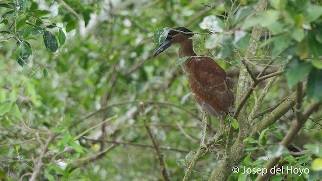 Boat-billed Heron - ML525942001