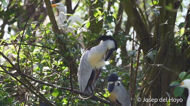 Boat-billed Heron - ML525942011