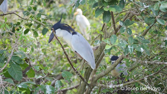 Boat-billed Heron - ML525942021