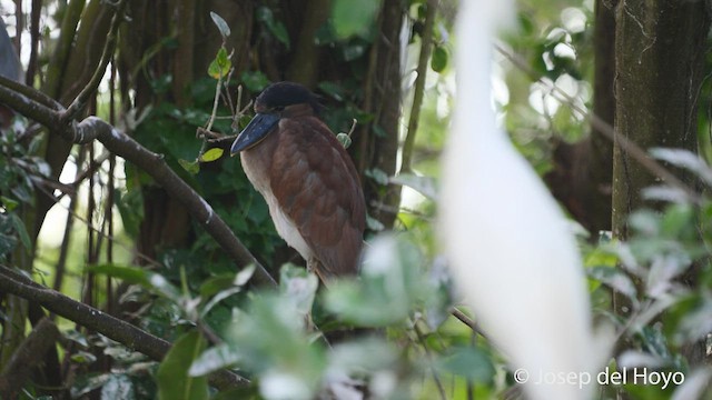 Boat-billed Heron - ML525942051