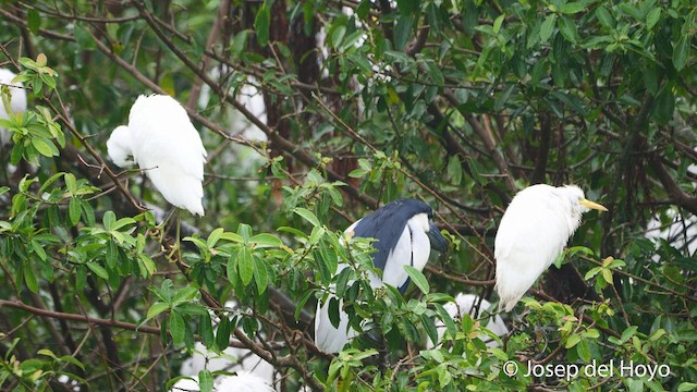 Boat-billed Heron - ML525942061