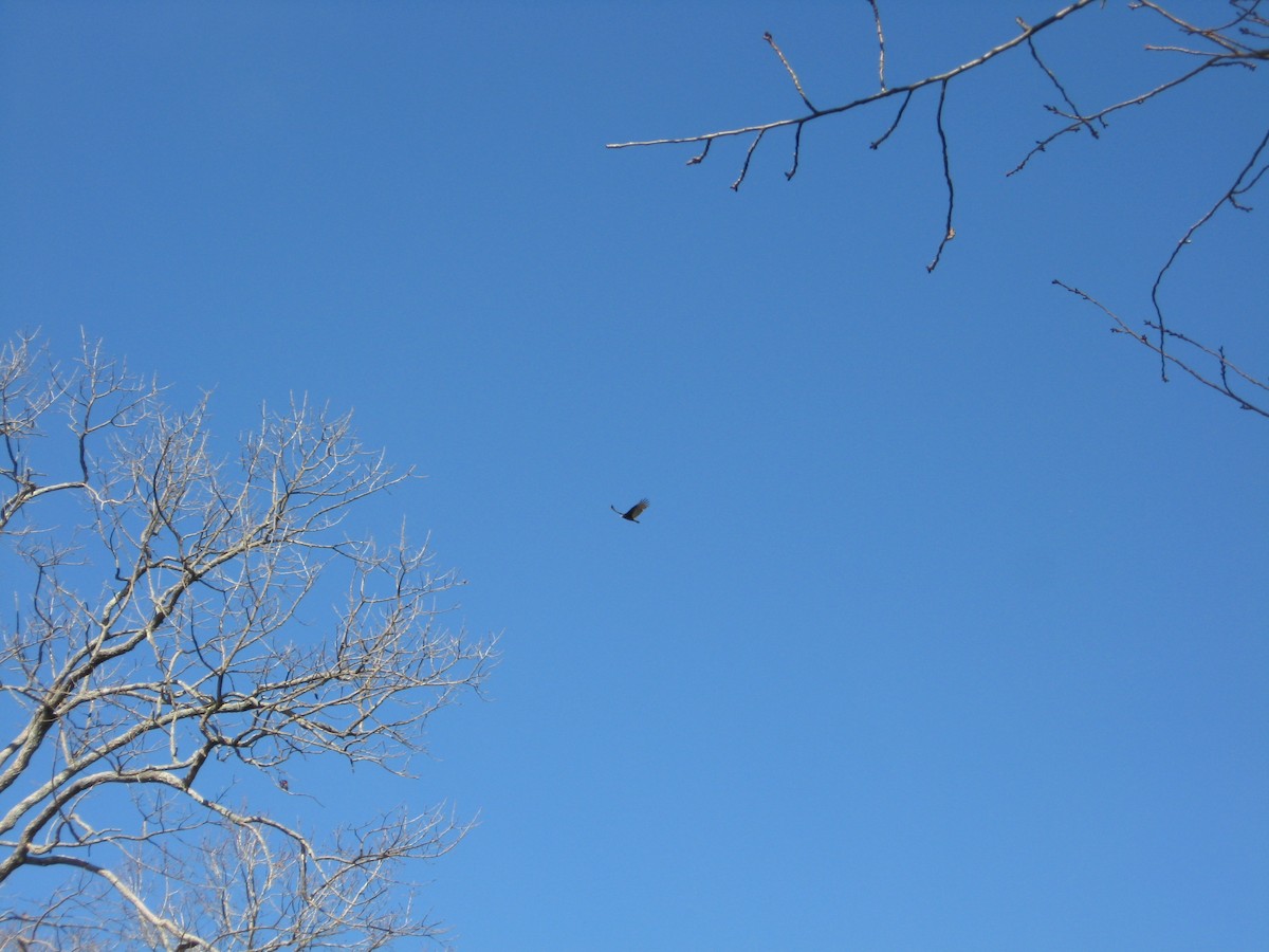 Turkey Vulture - ML525942911