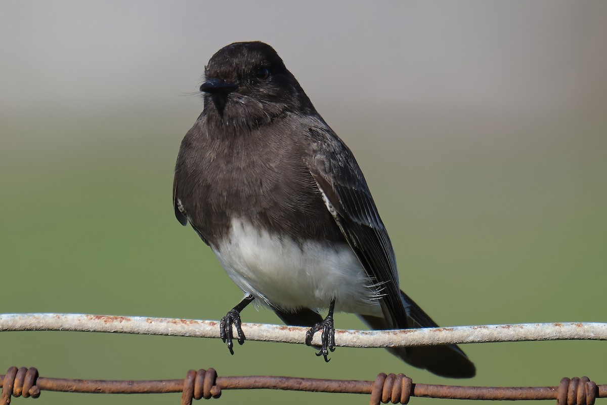 Black Phoebe - ML525944081