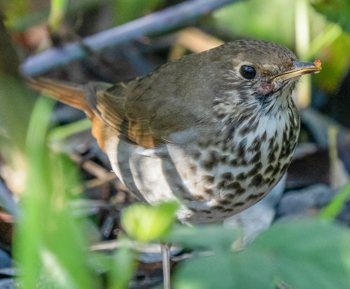 Hermit Thrush - ML525944121