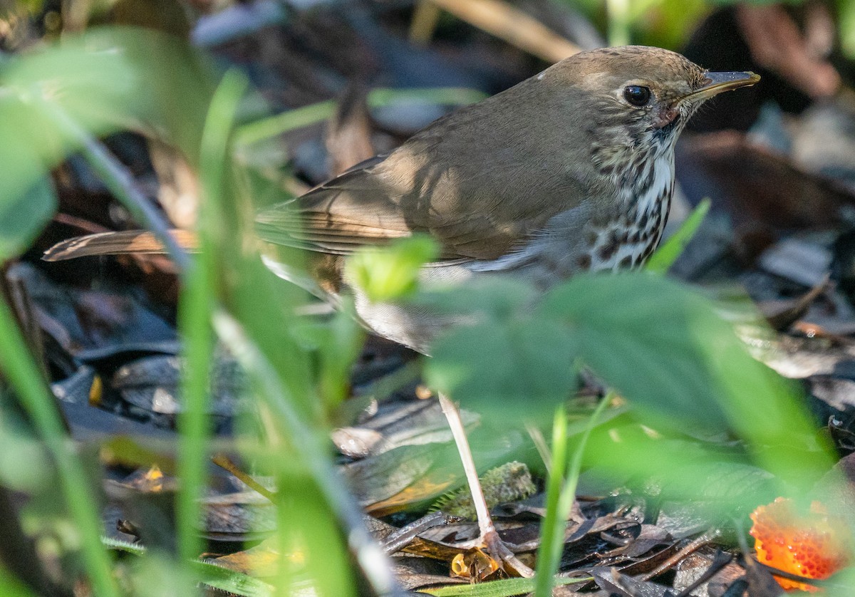 Hermit Thrush - ML525944131