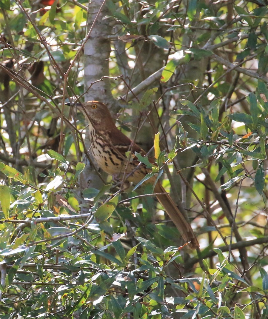 Brown Thrasher - Michele Butts