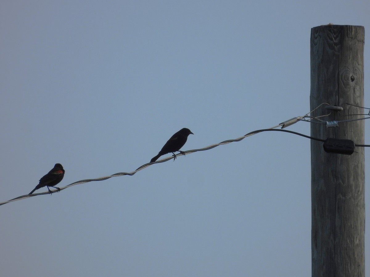 Red-winged Blackbird - ML525946061