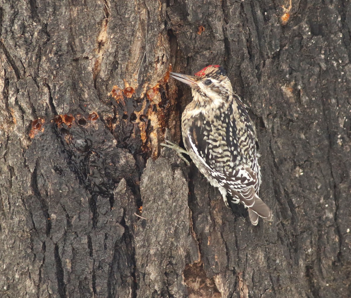 Yellow-bellied Sapsucker - ML525946551