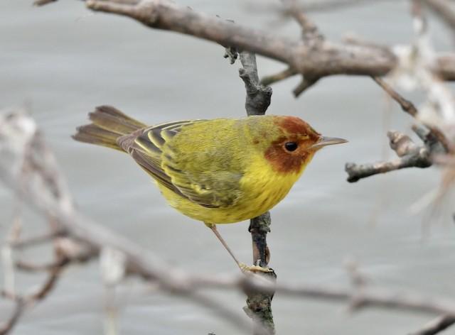 Plumages, Molts, and Structure - Mangrove Yellow Warbler