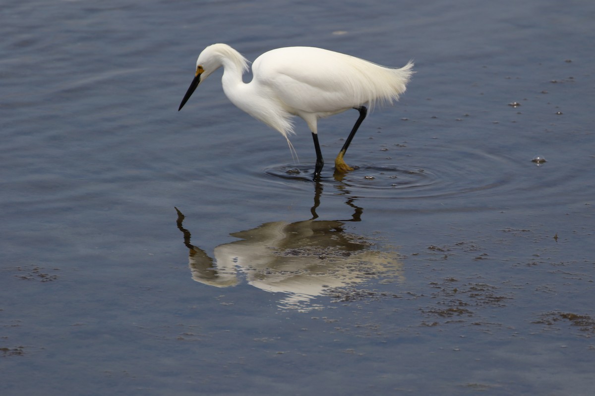 Snowy Egret - ML52594771