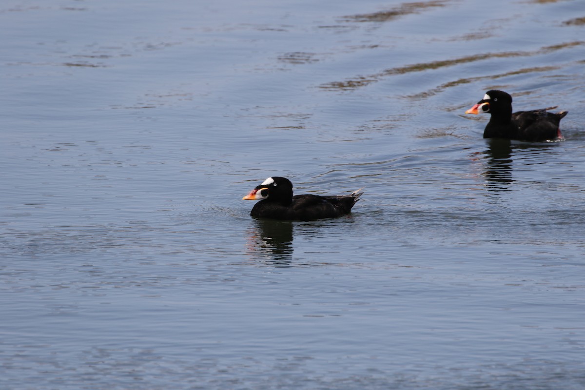 Surf Scoter - ML52594821