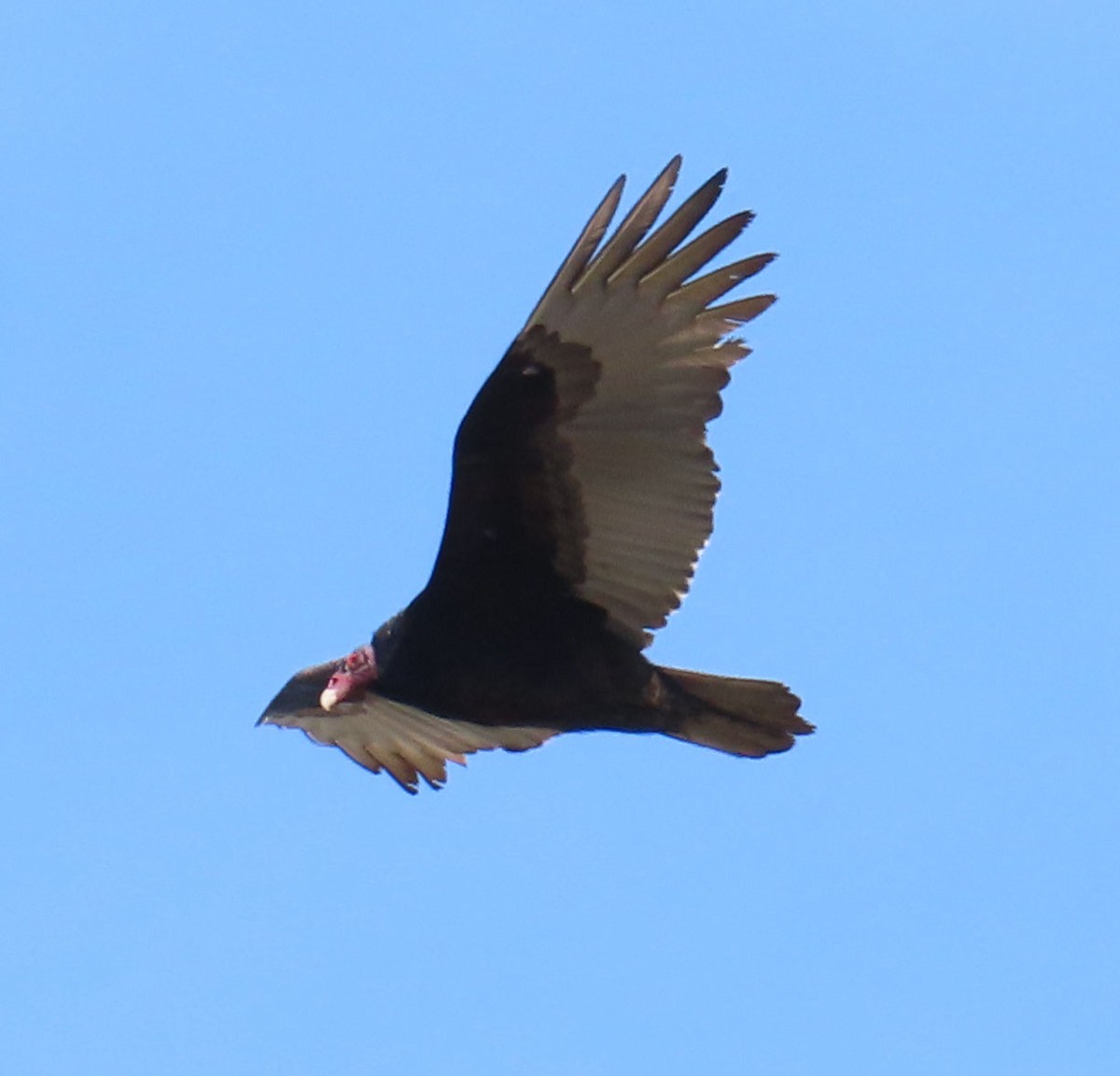 Turkey Vulture - Diane Etchison