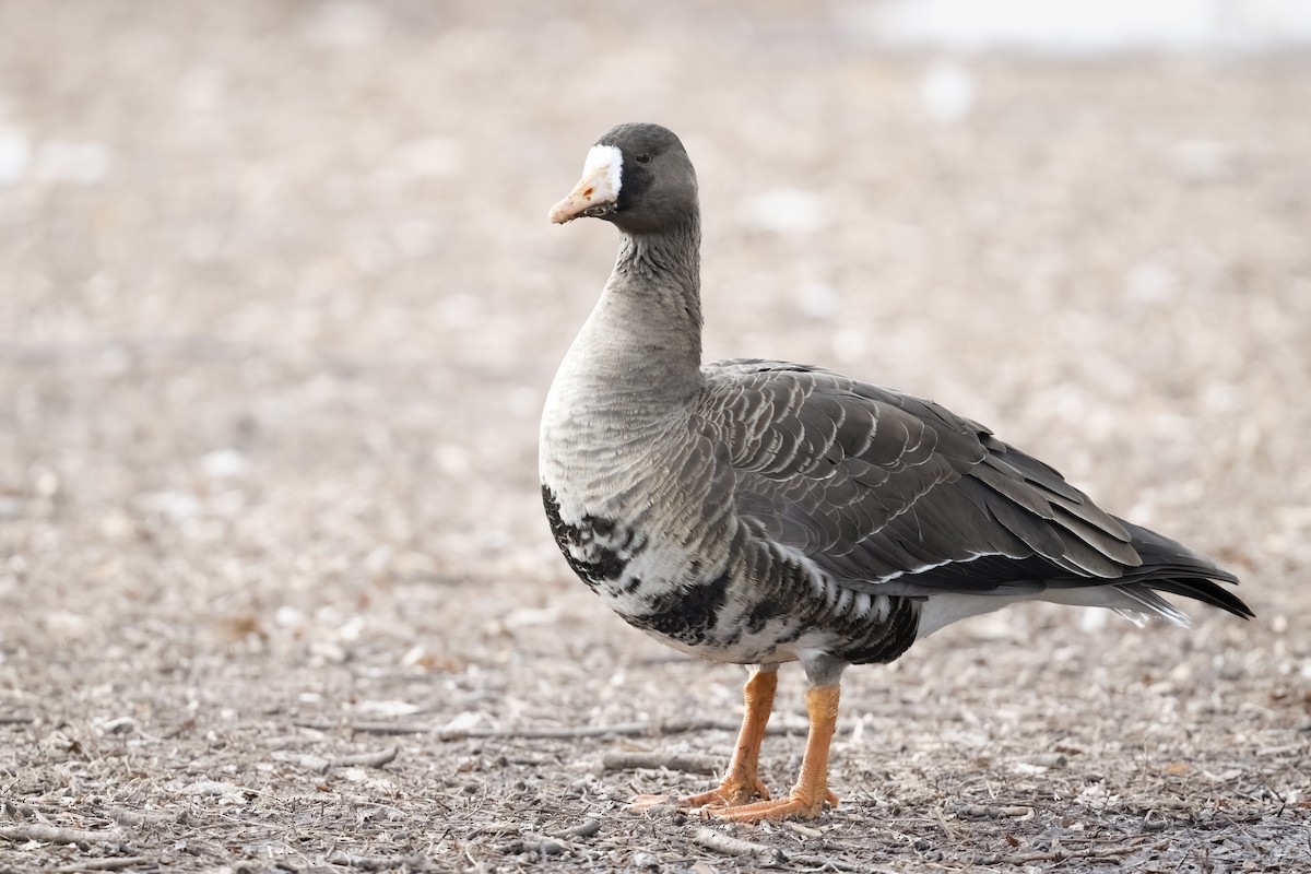 Greater White-fronted Goose - ML525951171
