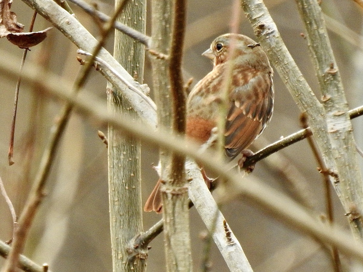 strnadec kaštanový (ssp. iliaca/zaboria) - ML525951301