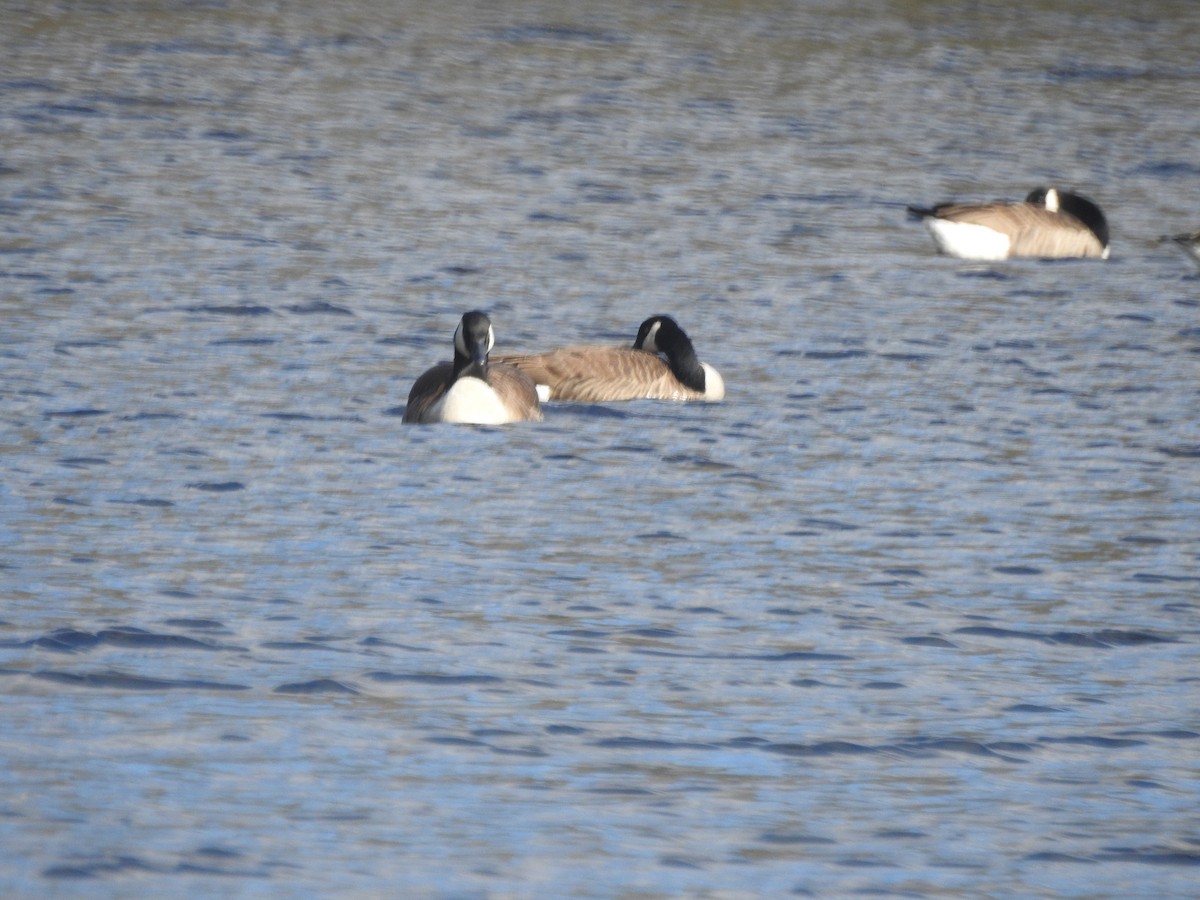 Canada Goose - Wayne Longbottom