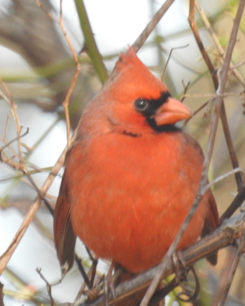 Northern Cardinal - Wayne Longbottom